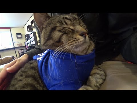 猫不足解消のかわいい猫動画 にゃんこ達のサービスシーンで癒されます