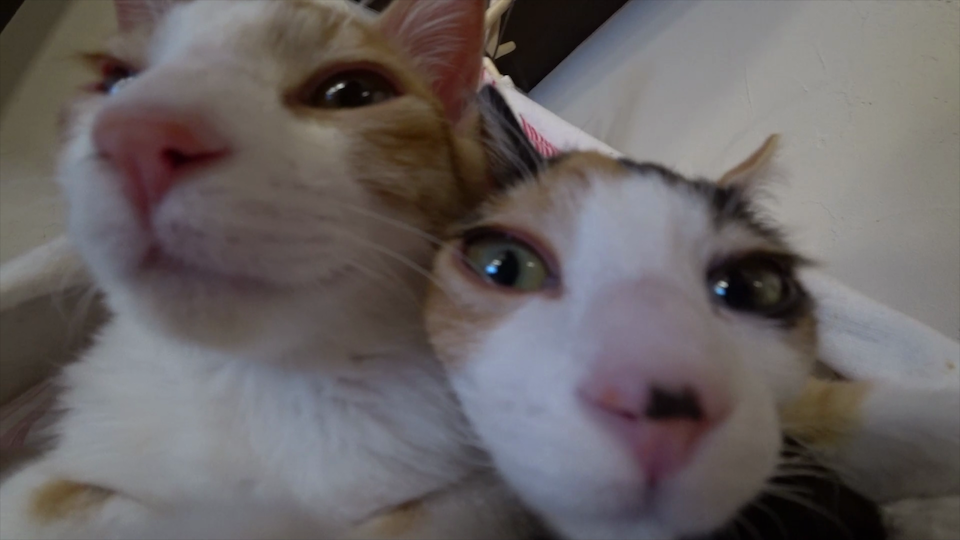 カメラが気になる2匹の子猫