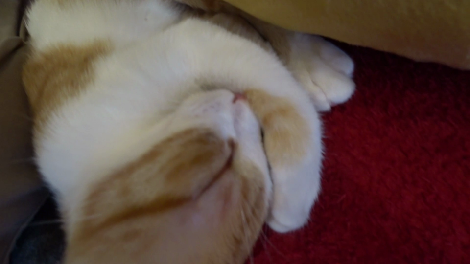 腕を枕にして寝ている猫（上半身）