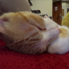 腕を枕にして寝ている猫（頭）